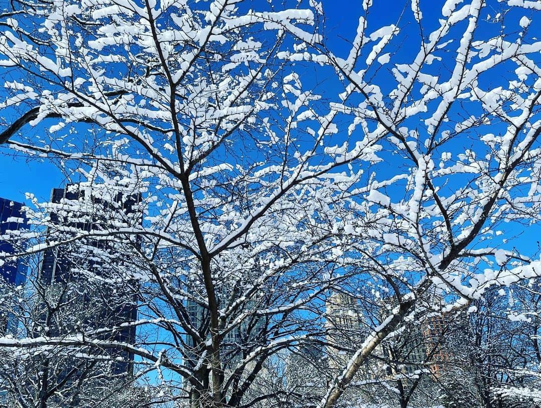 スコット・ローウェルさんのインスタグラム写真 - (スコット・ローウェルInstagram)「Monday in the Park With Snow (the horizontals)」2月9日 13時07分 - scolo222