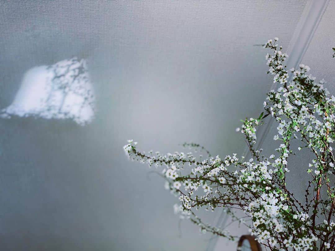 マエガミマミのインスタグラム：「雪柳☃️」