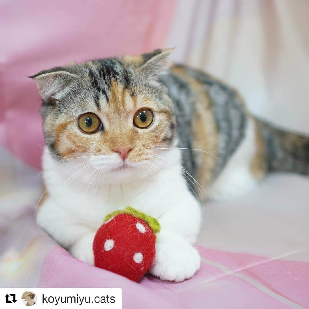 iDog&iCatさんのインスタグラム写真 - (iDog&iCatInstagram)「こんにちは🐈 本日は#idogicat の投稿の中から可愛い写真を紹介します。 @koyumiyu.cats さんのお写真です✨ コロコロ可愛いいちごのフェルトTOYです。  ・・・ Miyuki🐈💕  みゆきちゃん😺💗 いちごちゃんとあたち🍓💕 (いちごの日に撮影＆投稿したものの別バージョン📸💕)  #猫  #こねこ #こねこすたぐらむ #にゃんすたぐらむ  #マンチカン #短足マンチカン #マンチカン子猫  #みゆきちゃん #cat #catsofinstagram #cats_of_instagram  #catlover #cutecat #kittensofinstagram  #catstgram #instacat #kittens #munchkin  #idogicat #うちの子優勝」2月9日 13時18分 - idogicat