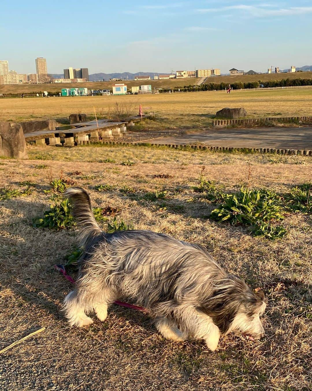 kei515yuさんのインスタグラム写真 - (kei515yuInstagram)「たーのーしー🐾  #ビアデッドコリー #ビアディ #beardedcollie #akaribeardie #beardie #beardedcolliesofinstagram #puppydog #puppygram  #petscorner #insta_animal #dog_ofinstagram #insta_dogs #igdog #topdogphoto #repost_ezyjp #weeklyfluff #dog_features #excellent_dogs #pecoいぬ部」2月9日 13時36分 - kei515yu