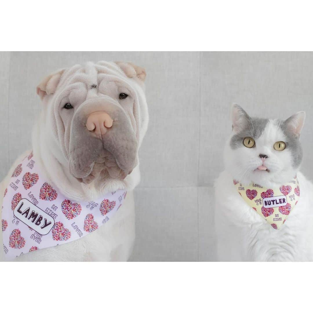 annie&pADdinGtoNさんのインスタグラム写真 - (annie&pADdinGtoNInstagram)「Some are into Valentine’s Day and some are into the discounted candy on February 15th 🤍 #love #lambington #butler #sharpei #sharpeisofinstagram #sharpeiworld #butler #britshshorthair #cat #cats #catsanddogs #dog #dogs #dogsofinstagram #wrinkles #valentines #brother #idpetcrew #instagood #weeklyfluff #instadaily #iloveyoutothemoonandback adorable neckerchiefs are from @idpetaustralia」2月9日 13時59分 - anniepaddington