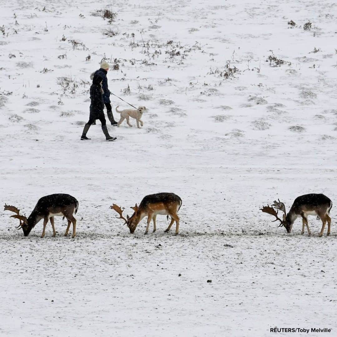 ABC Newsさんのインスタグラム写真 - (ABC NewsInstagram)「People out walking their dog stroll past deer during snowfall as Storm Darcy affects large parts of the country, in Sevenoaks, England.」2月10日 1時16分 - abcnews