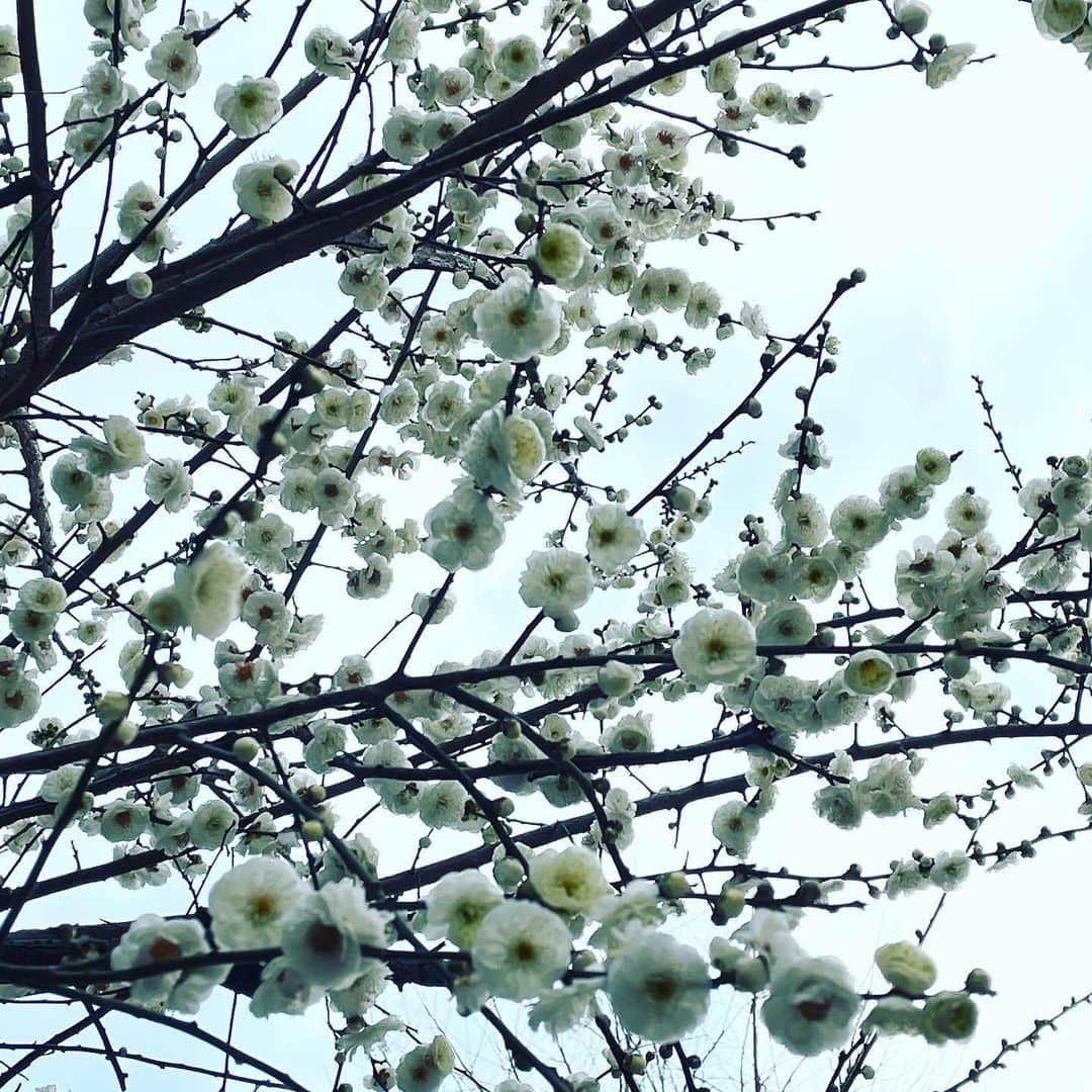村田沙耶香さんのインスタグラム写真 - (村田沙耶香Instagram)「スーパーで木綿豆腐を買った帰り道、花が綺麗でした。」2月10日 1時12分 - sayaka_murata_