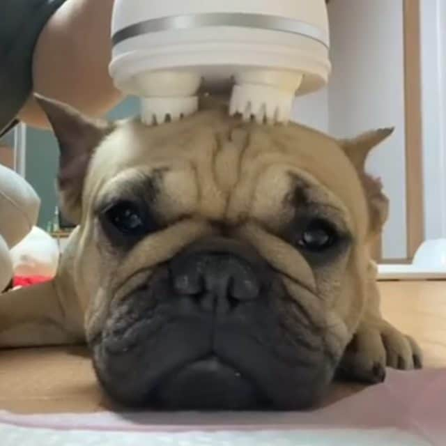 French Bulldogのインスタグラム