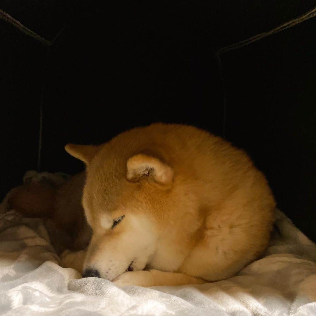 まる（まるたろう）のインスタグラム：「Good night!✨🐶💤✨今日は参鶏湯も食べて満足ですっ #健康に感謝だね #モリモリ食べていっぱい寝る #これが秘訣ですよ #あといっぱい遊ぶってのもあるな #感謝しまくり #みんなに支えられて生きてます」