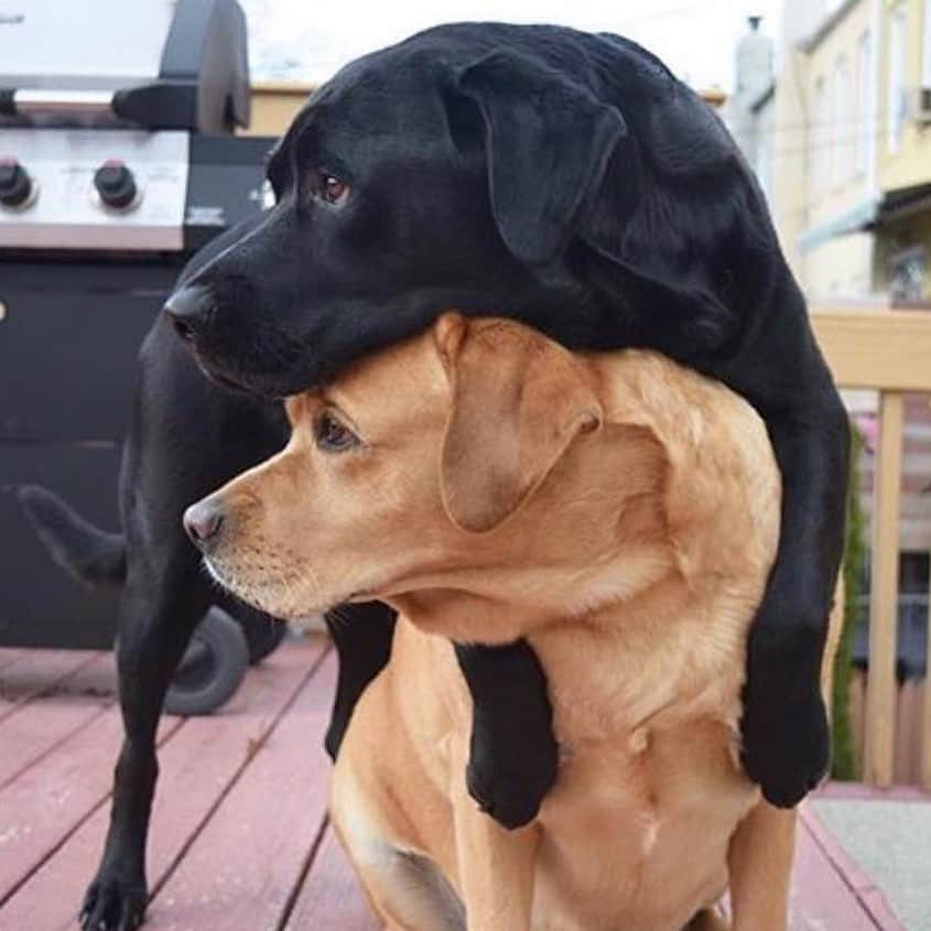 Jake And Gingerさんのインスタグラム写真 - (Jake And GingerInstagram)「Strike a pose ☺️ #labradorsarebest #labsofinstagram #dogslife #doglover #petfollowforfollow #petstagram #pose #strikeapose」2月10日 0時12分 - jake_n_ginger