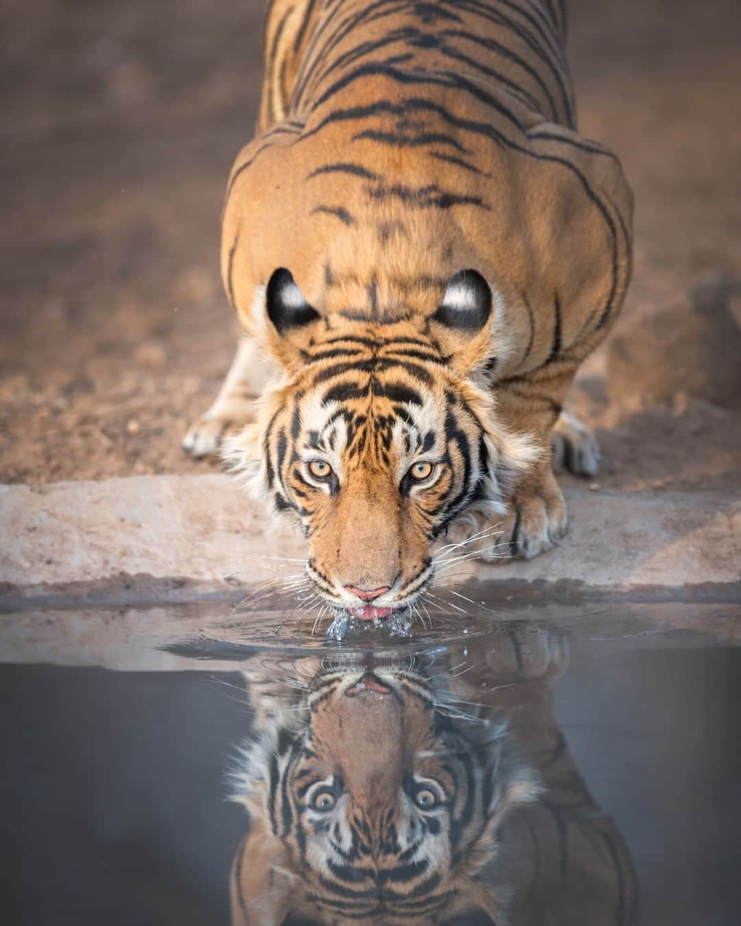 Discoveryさんのインスタグラム写真 - (DiscoveryInstagram)「A bengal tiger drinking water.  Credit: Cody Linde  #tigertuesday  #tigers #bigcatsofinstagram #wildlife #catlife」2月10日 0時30分 - discovery