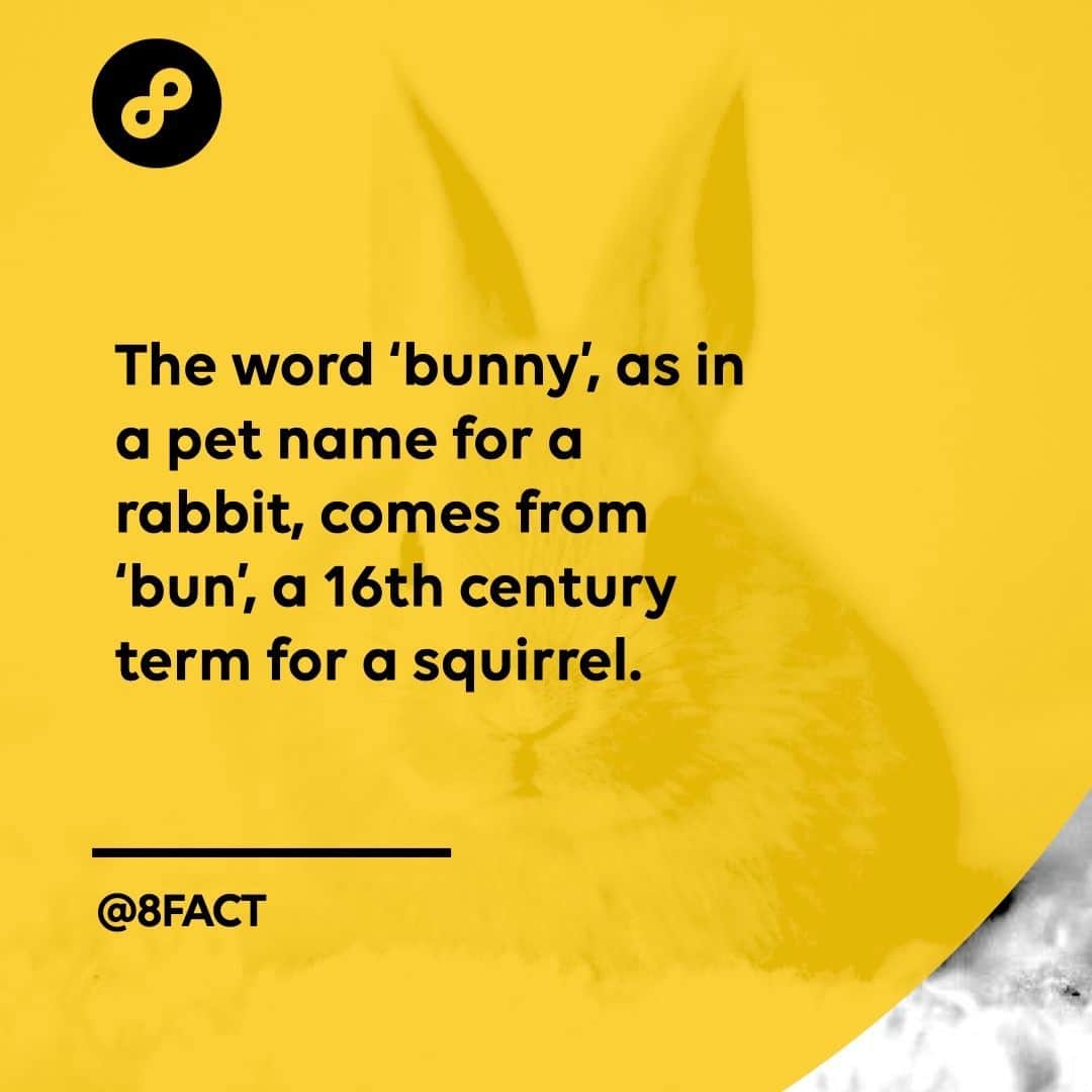 のインスタグラム：「🐰」