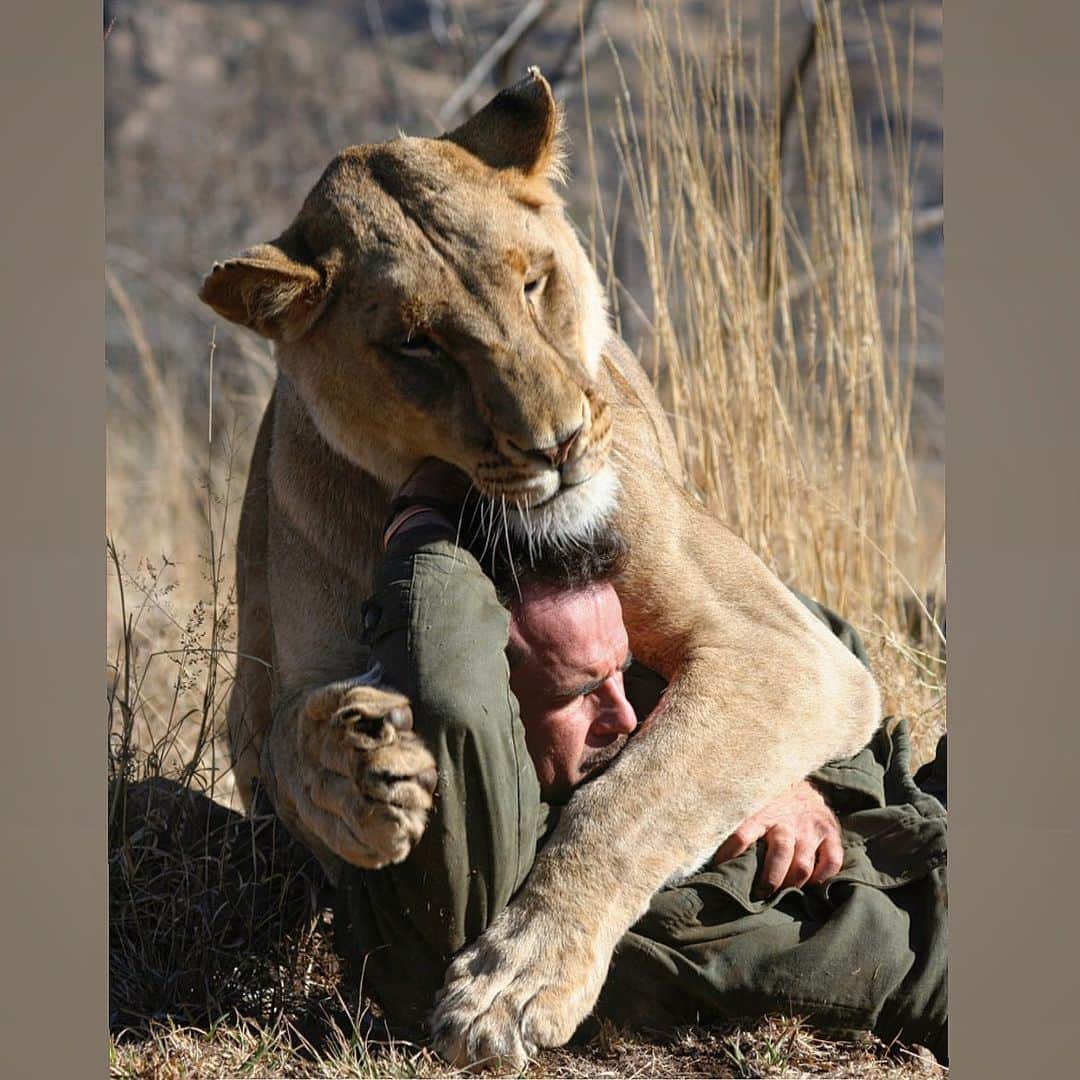 Kevin Richardson LionWhisperer さんのインスタグラム写真 - (Kevin Richardson LionWhisperer Instagram)「When Meg and Amy were young, every time I visited them they would both jump up on me and then pull me to the ground. This was a behavior learnt from a very young age. Usually when the lions grow from cubs into adults this trait disappears. Wishful thinking when it came to Meg and Amy. They pretty much maintained this level of exuberance all the way up until around 16 years of age. Amy passed away last year January, to add to the pretty crap year that lay ahead in 2020, but Meg is still fit, strong and healthy, turning 18 in June. She mostly doesn’t jump up anymore, but every now and again when she’s super excited she forgets she’s an old lady 👵 and surprises both of us with a jump up and a hug! #gettingoldsucks」2月10日 0時36分 - lionwhisperersa