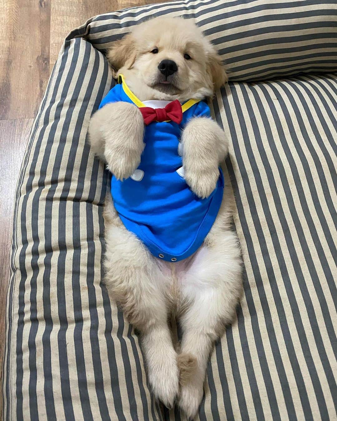 Bobのインスタグラム