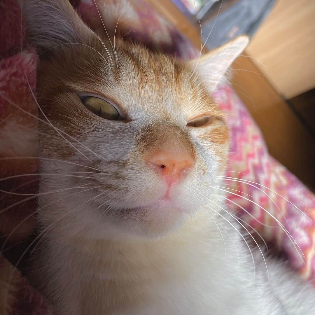 Aww Clubさんのインスタグラム写真 - (Aww ClubInstagram)「The first thing cat owner see every morning  📷  motosin666  TW  #meowed #goodmorning #tabby #tabbycat #gingercat #japan #🇯🇵」2月10日 1時00分 - meowed