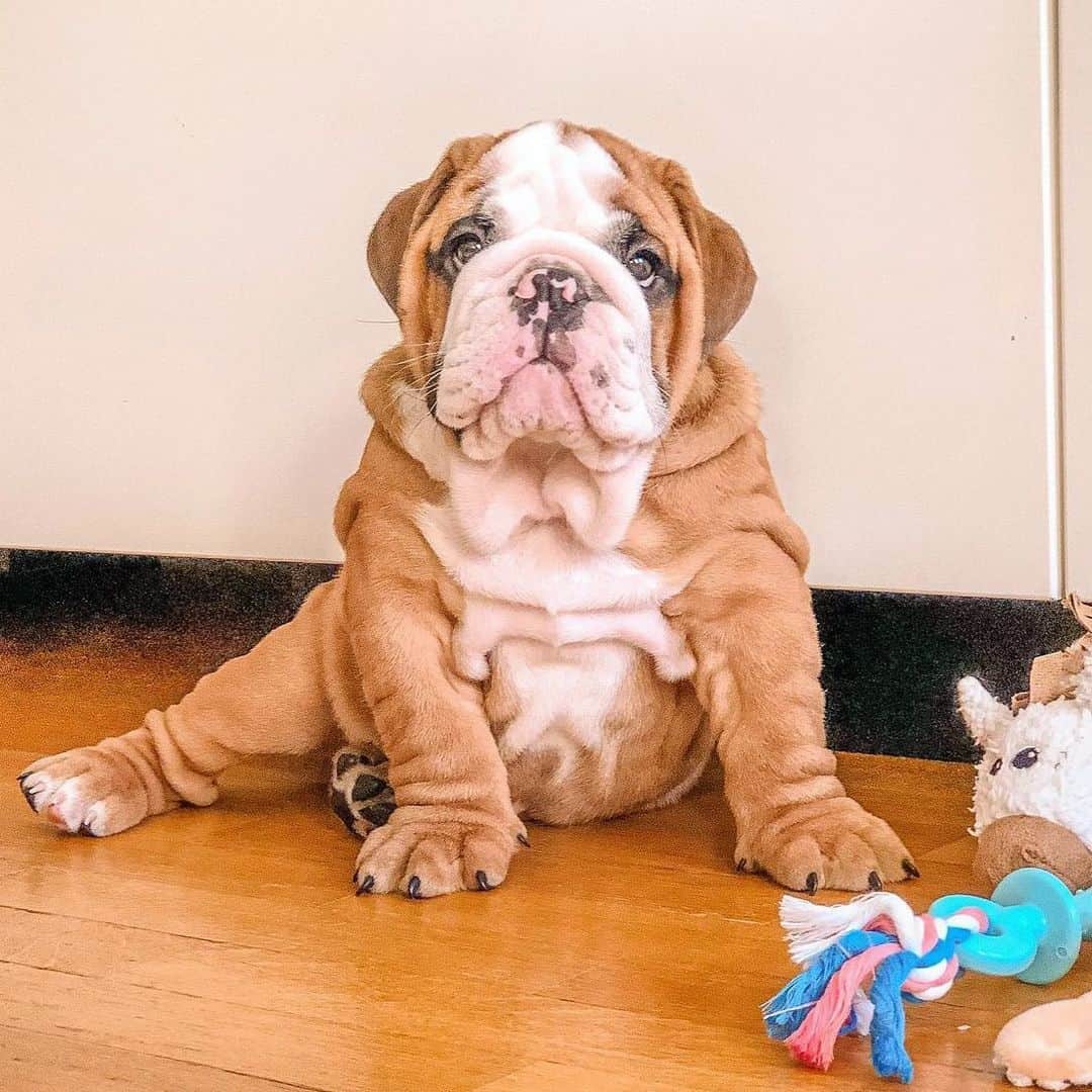 Bodhi & Butters & Bubbahのインスタグラム：「Ain’t nuthin wrong with showing a lil leg 🤣 . . . Hi 🙋🏼‍♀️ to our new friend Grey 💗 so happy for you @grof_bulldog  . . . #bulldog #puppy #love #smile #tuesday #vibes #cute #boy #grey #baby #puppylove #positivevibes #dogsofinstagram #instagood #dog #life #bulldogsofinstagram #sweet」