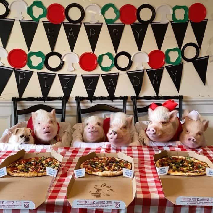 Priscilla and Poppletonのインスタグラム：「ALL of ME loves ALL of YOU! All of your curves and all of your edges...Happy#NationalPizzaDay! This is one of our favorite days of the year! Hope everyone gets to PIG OUT on some yummy pizza! Enjoy our veggie pizza party!🐷🍕🍅🍍🫑#PiggyPenn #Pigtailthepug #PoseyandPink #PrissyandPop」