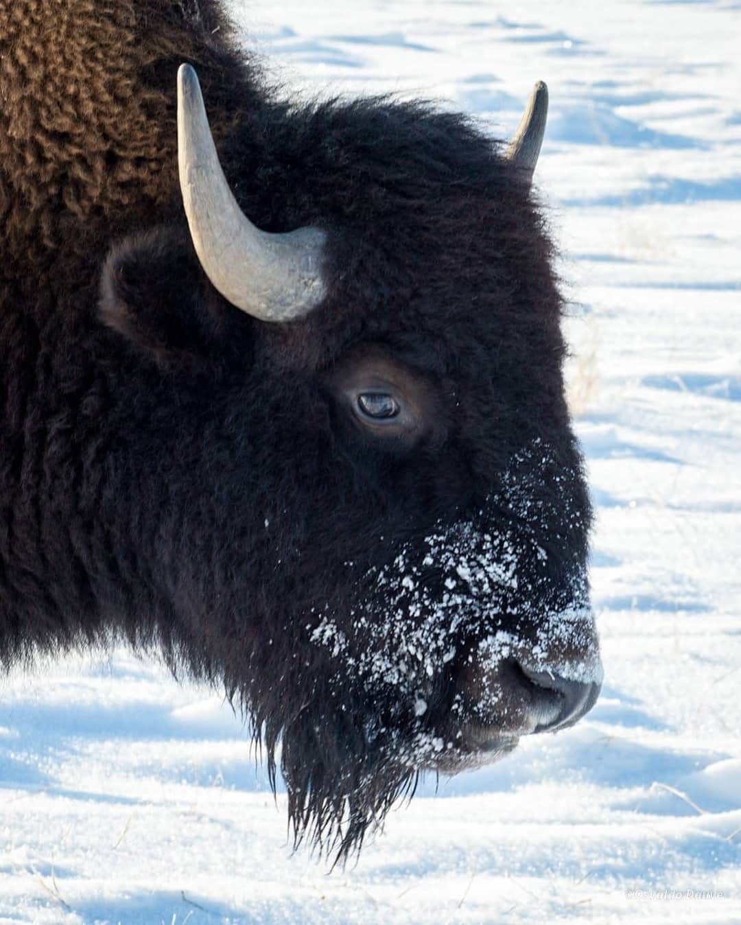 Explore Canadaのインスタグラム：「At @fortwhytealive, bison, North America’s largest land mammal, roam freely in their natural habitat. As well as bison, you can also see over 160 different species of birds and access a number of picturesque trails and lakes. ⁠ ⁠ What’s your favourite animal to see in the winter?⁠ ⁠ *Know before you go! Check the most up-to-date travel restrictions and border closures before planning your trip and if you're travelling in Canada, download the COVID Alert app to your mobile device.*⁠ ⁠ 📷: @osvaldo.dauve⁠ 📍: @fortwhytealive⁠ ⁠ #CanadaNice #ExploreCanada」