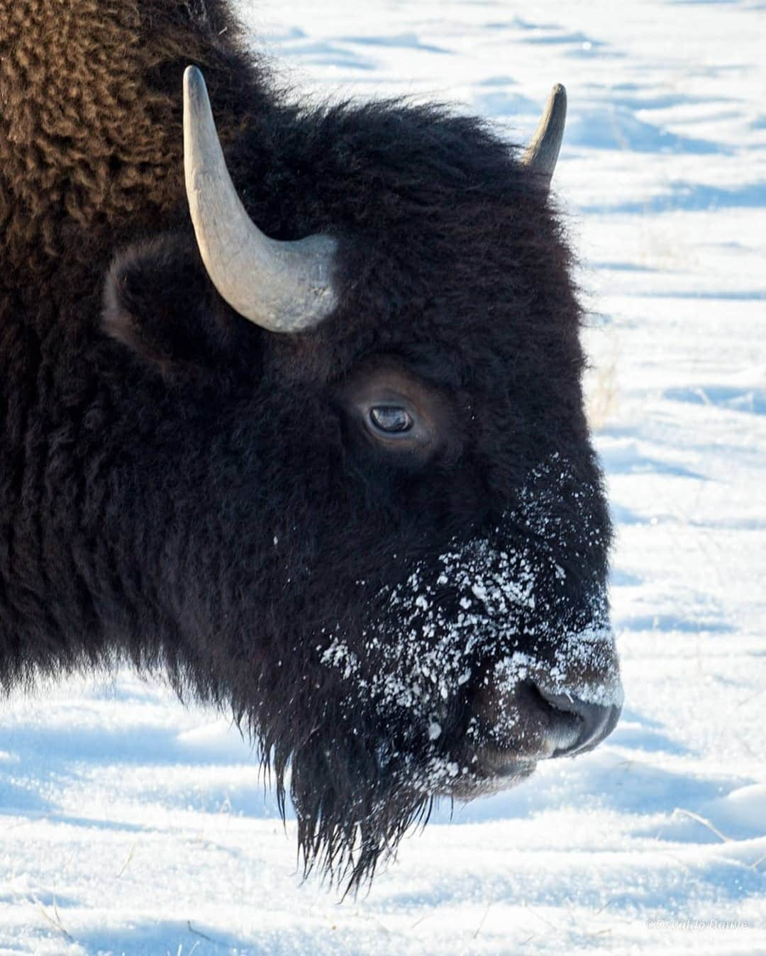 Explore Canadaさんのインスタグラム写真 - (Explore CanadaInstagram)「At @fortwhytealive, bison, North America’s largest land mammal, roam freely in their natural habitat. As well as bison, you can also see over 160 different species of birds and access a number of picturesque trails and lakes. ⁠ ⁠ What’s your favourite animal to see in the winter?⁠ ⁠ *Know before you go! Check the most up-to-date travel restrictions and border closures before planning your trip and if you're travelling in Canada, download the COVID Alert app to your mobile device.*⁠ ⁠ 📷: @osvaldo.dauve⁠ 📍: @fortwhytealive⁠ ⁠ #CanadaNice #ExploreCanada」2月10日 1時04分 - explorecanada