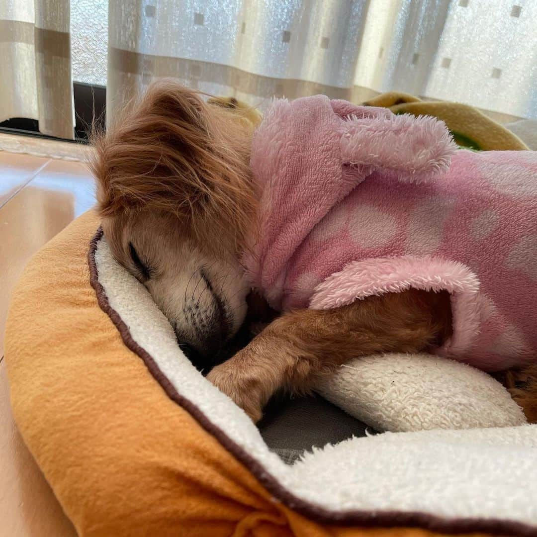 向日葵?さんのインスタグラム写真 - (向日葵?Instagram)「爆睡😴 シニアになってからヘソ天しないの💕 なんでかな🤔 ＊ #犬#ダックス#ダックスフンド#ミニチュアダックス#dachs#いぬぐみ📛#pecoいぬ部#シニア犬 #よく寝るシニア犬#わんぱく部#サンデイ#todayswanko #ボンボンハイスクール#ダックスの日常」2月9日 16時31分 - hinata.miyuki