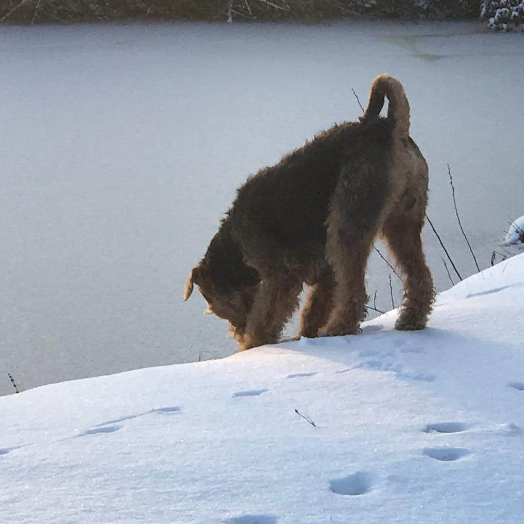 ドリス・ヴァン・ノッテンさんのインスタグラム写真 - (ドリス・ヴァン・ノッテンInstagram)「Scott enjoying the snow #driesvannoten #airedale #airedaleterrier」2月9日 17時07分 - driesvannoten