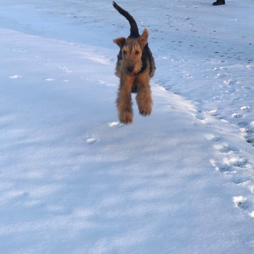 ドリス・ヴァン・ノッテンさんのインスタグラム写真 - (ドリス・ヴァン・ノッテンInstagram)「Scott enjoying the snow #driesvannoten #airedale #airedaleterrier」2月9日 17時07分 - driesvannoten