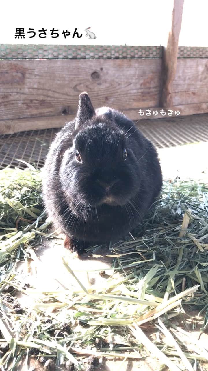 のインスタグラム：「黒うさちゃんです🐇  #成田ゆめ牧場 #ゆめ牧場 #牧場 #千葉県 #うさぎ #もきゅもきゅ #うさぎ部  #naritadreamfarm #farm #farmstagram #rabbit」