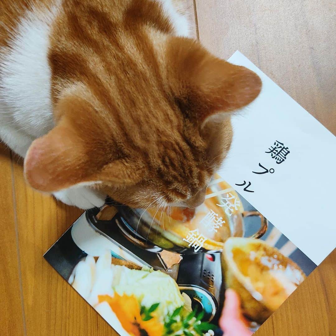 青山日和さんのインスタグラム写真 - (青山日和Instagram)「ㅤㅤㅤㅤㅤㅤㅤㅤㅤㅤㅤㅤㅤ あの幸 @sumiyaki.saiwai さんの 鷄プル発酵鍋がお家でも楽しめる と聞いて早速♪ （僕も食べたい…と銀ちゃん。ダメです。） 　 セット内容は約２ー3人前の ✔︎発酵鶏肉 ✔︎お野菜セット ✔︎お豆腐 ✔︎味変のお味噌 ✔︎お出汁 ✔︎とろろ です！ （オリジナルのお箸も付いてました♡） 　 ぱっと見 「こんなんぺろり、やろ！」 と思われるかもしれませんが 　 後添加のとろろと酒粕ベースのお出汁 による食べ応えはすごいです。 そして、鶏肉もたくさんです🐔  しっかりとお鍋を楽しんだ後 〆はご飯を入れました🍚 　 そして、 この酒粕お出汁がほんっまに美味しくて もったいないすぎる！！！ となりまして、 　 翌日のご飯用に カレーにアレンジしました🍛 酒粕の風味がカレー粉と合わさって また違うNICEさ！！ 　 当日も美味しくて 翌日も美味しいなんて！！ 最高！ （私の場合更にカレーうどんにもする笑） 　 非常に大満足なお取り寄せセットでした♪ 　 また落ち着いたら お店にもいきたいな🐔🐔♡ 　 ※お鍋の注文は @sumiyaki.saiwai さんの プロフィールからかdmにて✉️ 　 #鷄好き#鍋#お取り寄せグルメ#発酵鍋#鷄プル発酵鍋#心斎橋グルメ#冬といえば#おうちごはん#あおやまご飯日記」2月9日 17時35分 - hiyo131131