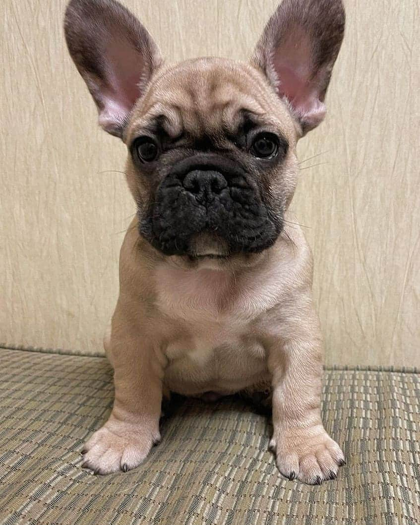 French Bulldogさんのインスタグラム写真 - (French BulldogInstagram)「Henlo 🐶👋 My name is Bart 🤎🤍 Show me some love ❤ @bartthefrenchie21 . . . . . #frenchie #frenchies #frenchbulldogs #instafrenchies #daily_frenchie #frenchieworld #frenchiesofinstagram #violetandlunathefrenchies #frenchbulldogsofinstagram #frenchielove #dogsofinstagram #frenchielifesyle #yourdailyfrenchies #dogoftheday #dogsofbham #bullypaw #frenchiemob #mycutestfrenchie」2月9日 17時31分 - frenchie.world