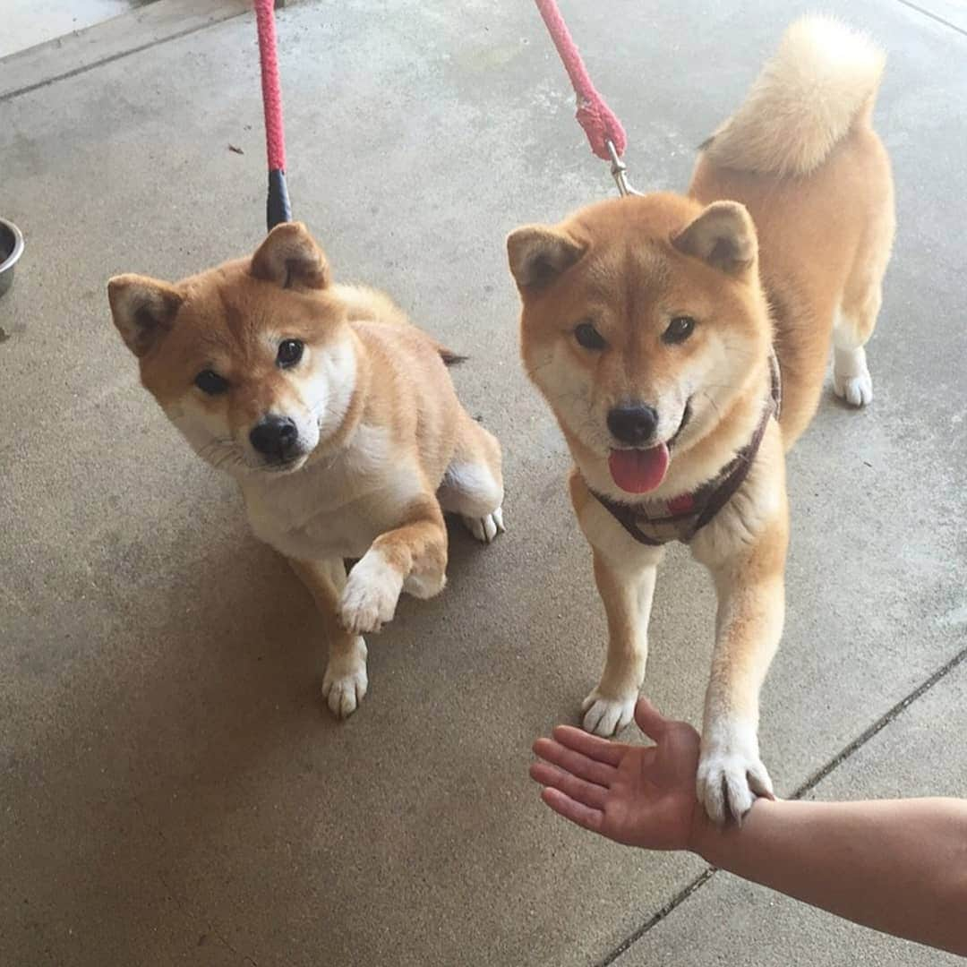 柴犬たま Shibainu Tamaさんのインスタグラム写真 - (柴犬たま Shibainu TamaInstagram)「🍀蔵出し映像リターンズ🍀 ミケしゃんのエアーお手(笑) まっすぐこちらを見ている姿が可愛い😂💓  Caption trans🇬🇧 🍀 Memory clip returns 🍀﻿﻿ Meekeh fails paw(lol) She looks straight at me, and it's cute😂💓  #柴犬たま #たママ #たま家族 #柴犬ミケ #蔵出し映像 #蔵出し映像リターンズ #ミケしゃんの靴下 #笑顔 #お手 #エアーお手 #空振り #足ピーン #柴犬 #shiba #shibainu #shibastagram #犬 #dog #多頭飼い」2月9日 18時00分 - tama7653