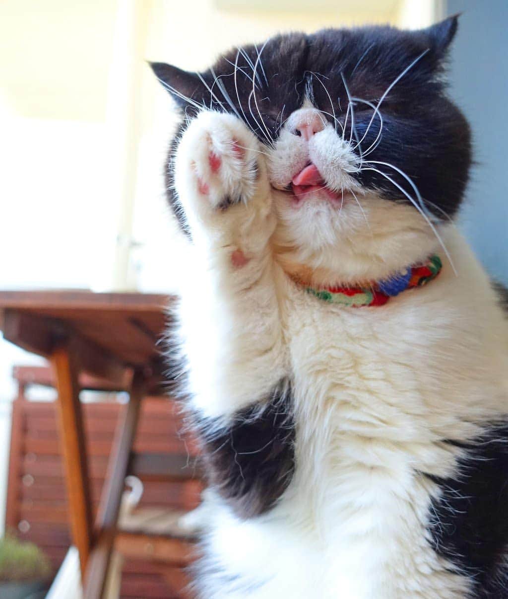 なっつ。さんのインスタグラム写真 - (なっつ。Instagram)「🐼♥️ 招きおぷに。 すごーくHAPPYになる✨ お気に入り過ぎて ずっとホーム画面の 待ち受け画面😊 見てる人にHAPPYのお裾分けっ。 なーんて(笑) ただの親バカです😂🙏💕 ・ ・ ・ ①ぷぅにゃん 11歳 女の子 ②HAPPYをたっくさん招き中✨ #招き猫 #ブルータスの猫特集」2月9日 18時37分 - punipopo