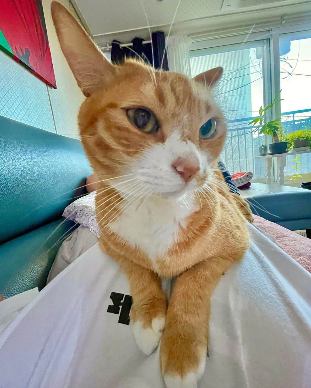 チェ・チャンヨプのインスタグラム：「#광각 #꽁치 #🐱」
