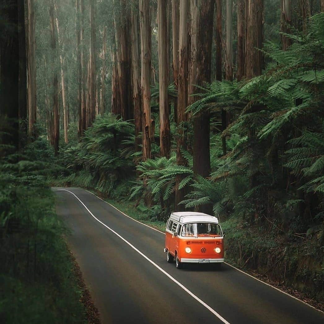 Australiaさんのインスタグラム写真 - (AustraliaInstagram)「Beep, beep... we're exploring #TheOtways Rainforest today, who's in? 🚗 We simply can’t get enough of this mysterious scenery, captured by @karl_shakur in the #GreatOtwaysNationalPark, one of the many natural gems that can be found along #Victoria’s @visitgreatoceanroad. Due to the high rainfall in the #OtwaysRanges, the area has an abundance of lush ferns and dense forests, with some trees towering up to 60 metres tall. If zip-lining between the trees sounds like your cup of tea, we recommend booking an @otwayflyvictoria Treetop Adventure for a bird's-eye view. #seeaustralia #visitmelbourne #visitvictoria #holidayherethisyear」2月9日 18時49分 - australia