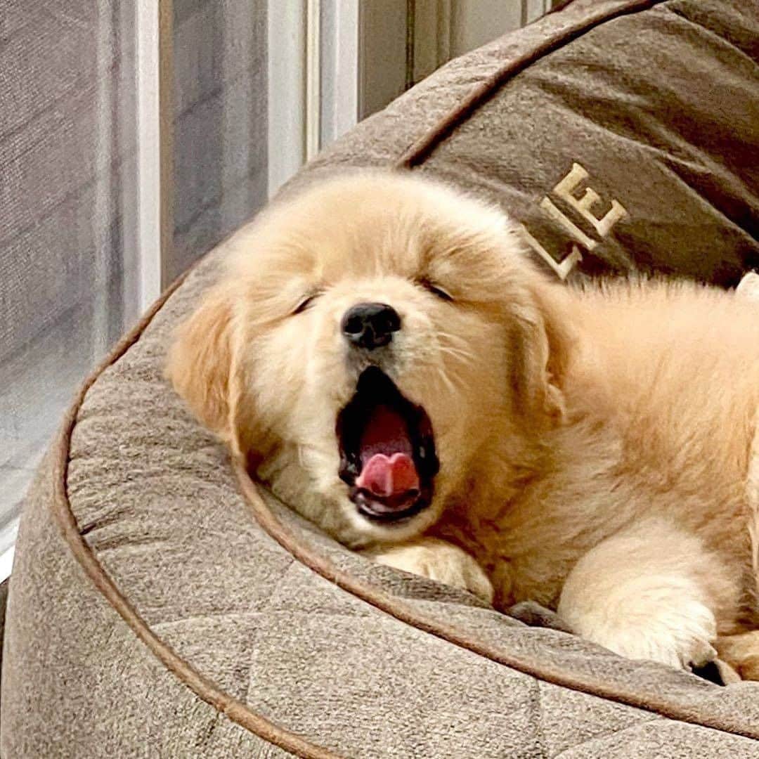 8crapさんのインスタグラム写真 - (8crapInstagram)「Is it Friday yet? 🥱 - Hashtag #barkedtongueout on your doggo’s tongue out photos/videos and get a chance to be featured! - 📷 @rylie_chesney_and_winston - #barked #tongueouttuesday #tot #👅 #😛 #dog #doggo #puppy #pupper #GoldenRetriever #GoldenRetrieverPuppy」2月9日 19時00分 - barked