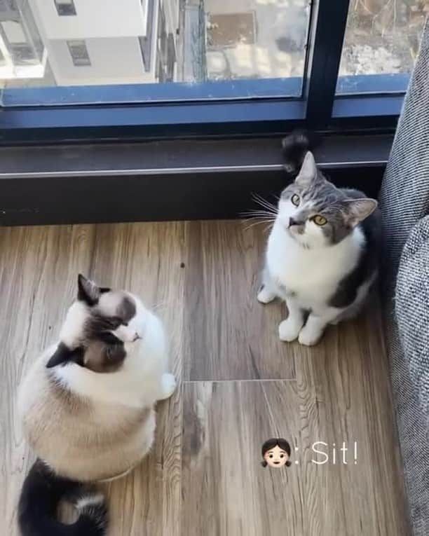 Aww Clubのインスタグラム