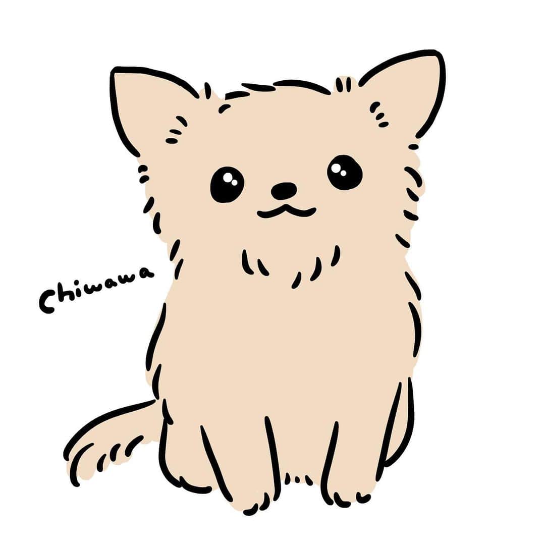安住麻里さんのインスタグラム写真 安住麻里instagram チワワですね チワワ イラスト チワワイラスト 動物イラスト Dogillustration わんこ 犬イラスト 2月9日 19時15分 Azumari12