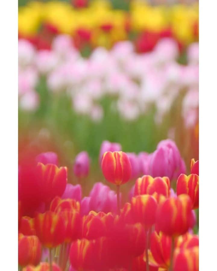 花の写真館のインスタグラム：「Photo by 佐藤 圭子.⠀ .⠀ Original Post[投稿いただいたURL]⠀ https://www.facebook.com/photo.php?fbid=2013834098760109⠀ .⠀ 本アカウントは、 #私の花の写真 をつけてInstagramに投稿された皆さまの花の写真や、「花の写真館」Facebookページで投稿された花の写真を紹介します。⠀ 「花の写真館」Facebookページは、「 @floral.photograph 」のプロフィールにあるURLからご覧ください。⠀ .⠀ ※各自、政府、自治体など公的機関の指示に従った行動をお願いします。⠀⠀ 東京カメラ部および分室では、写真を「見る楽しみ」を提供することを通して、微力ながら皆様にわずかな時間でも癒しをお届けしたいと思っております。⠀ ※本アカウントは東京カメラ部がFacebook、Instagramのサービスを利用して運営しているもので、Facebook社・Instagramとは一切関係ありません。⠀ .⠀ #花の写真館 #floralphotograph #floralphoto #flower #flowers⠀ Follow: @floral.photograph」