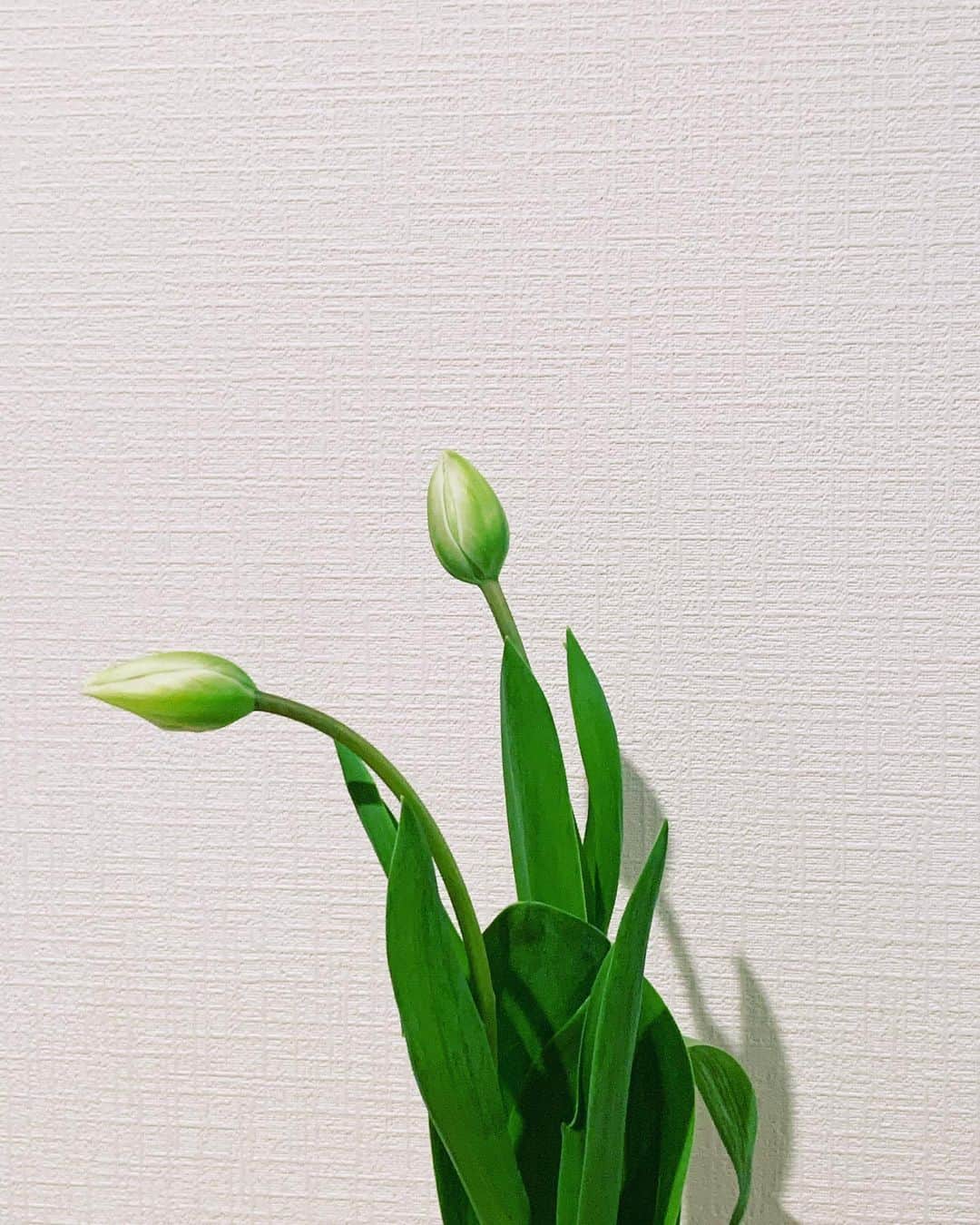 小谷実由さんのインスタグラム写真 - (小谷実由Instagram)「日々の観察が楽しみな蕾 #omiyuhuntingsome」2月9日 19時31分 - omiyuno