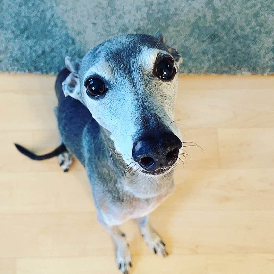 伊達悠太のインスタグラム：「我が家の息子（愛犬）！笑笑 イタリアングレーハウンド9歳のヒナト君です(^^) よろしくお願いします(^^)  #伊達悠太#息子#愛犬#イタリアングレーハウンド#イタグレ」