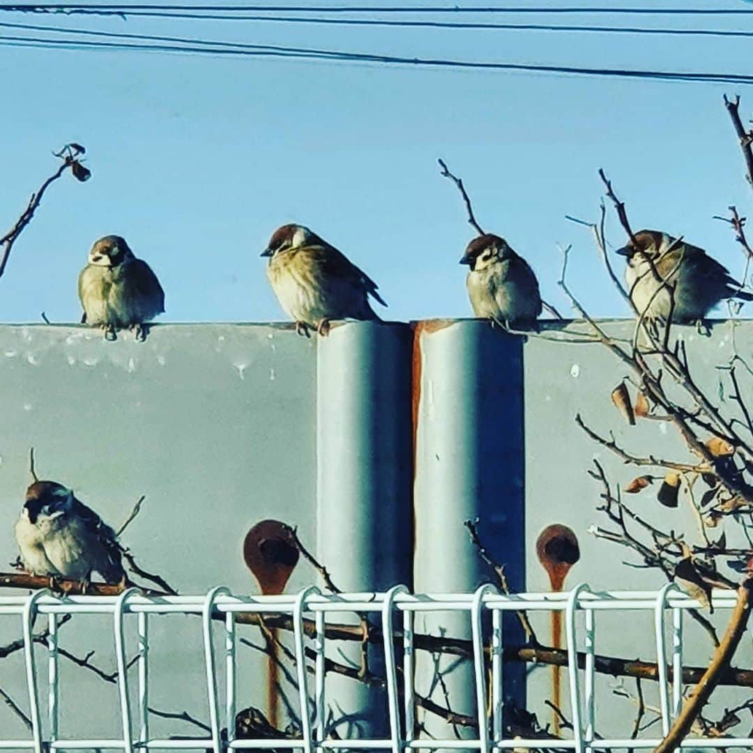 イ・グァンギさんのインスタグラム写真 - (イ・グァンギInstagram)「봄을 기다리는 참새들 햇볕이 좋아 옹기 종기 모여있네요  참새가족의 모습이 참 보기 좋네요  #참새가족#가족사랑#친구들」2月9日 19時44分 - lee_kwang_gi