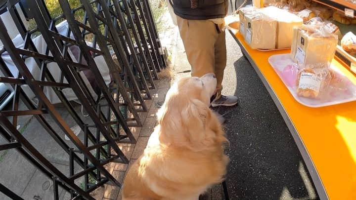 まゆみのインスタグラム：「。 。  Aarun was able to go to the bakery after his cystitis was completely cured. 。 #本日のYouTube より ストーリーズからフルストーリー観れるようにしておくので是非！ 。 。 食べない飲まない事件の時は どーなるかと思ったけど 予定通りぱんぱん行けました🤣🙏✨ 。 みんなありがとう💖💖💖 。 。 #エンゼル #移動販売 #無事ミッションクリア #お買い物あーちゃん #コロナ禍での唯一の楽しみ #常連歴3年以上 #さすがあー様 。 #食パン爆買い😂 #あーぺーお里からのご注文だよ🤣 #エンゼルの食パン美味しいよ 。 。 #ゴールデンレトリバー#goldenretriever#dog#犬#あーるん#golden#retriever#doglover#insta_dog#ぺんぺん子ちゃん#welovegoldens#Instagram#Instagramjapan#Instagramdogs#9gag#dogstagram#dogsofinstagram#dogs#doggy」