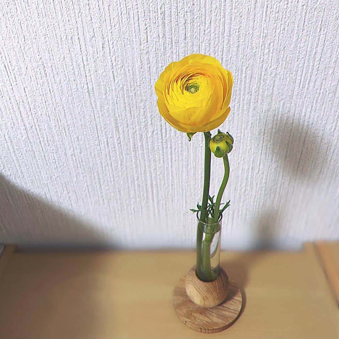 鈴木芳奈のインスタグラム：「撮影帰りにお花屋さんへ 『ラナンキュラス』 〜黄色の花言葉は「優しい心遣い」〜 お芝居は本当に楽しい ずっと感じているけど、本当に楽しい 何が楽しいって一人じゃできないことだからだな 「優しい心遣い」のやりとりこそ、お芝居の素敵なところだよな〜 今日も撮影お疲れさまでしたっ ⚠️先週も今週もインスタライブ出来そうにないのでまた告知するねっ --- I went to a flower shop on my way home. Flower's word is kind mind. I find the play very fun. It's fun because we make it together.   #ラナンキュラス #花 #flower #iphone12pro #yellow #stadyenglish」