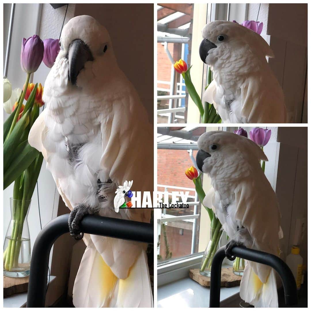 ? Enjoy Harley's Lifeのインスタグラム：「While mom cooks dinner i am op the tap close to her 😅😃👌🏻👌🏻#happy#bird#tuesday#dinnertime#parrots#instagood #instagram #instadaily」