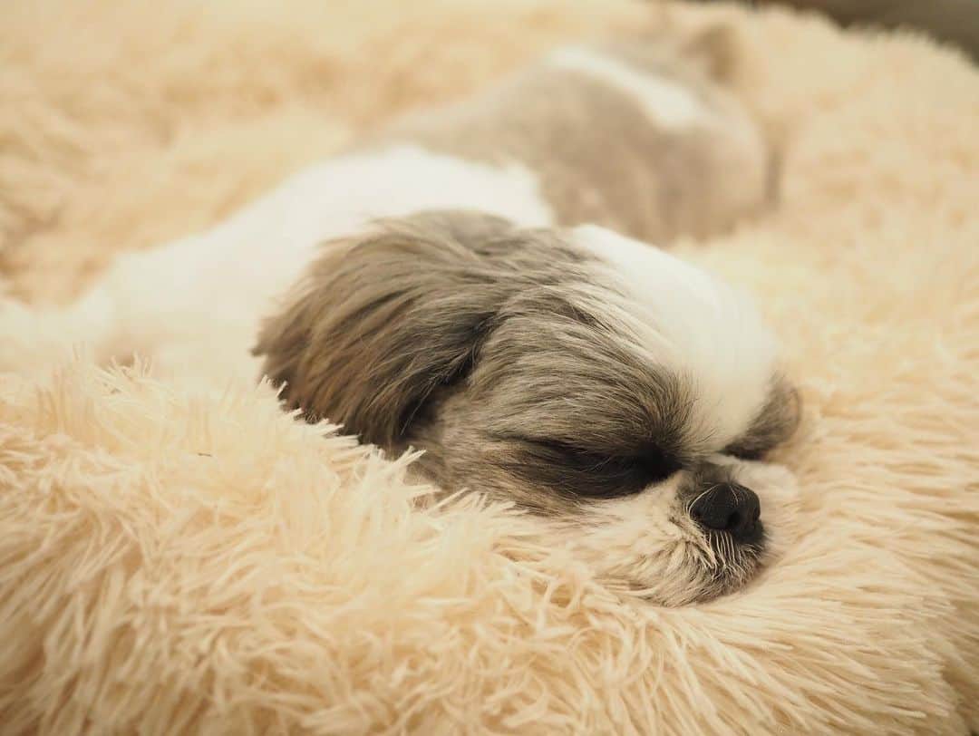 いくらさんのインスタグラム写真 - (いくらInstagram)「昨年末から使っている ・ @wholesomepetsco さんの ・ 癒しのラグジュアリーベッドでまったり🐶💕💤 ・ 最近は暖かくなってたからかコタツムリからベッドで寝ている時間が増えてきたよ😍🙌🙌🙌 ・ 冬眠から覚めるまであとちょっとだねっ🤩 ・ ・ 癒しのラグジュアリーベッド🛌 クーポンコード: IKURA20 を入力すると20%OFFで買えるそうです😊🙌 ・ いくらはMサイズを使っています🛌✨ ・ ・ #癒しのラグジュアリーベッド #犬のベッド #dogbed #ドックベッド #shizthu #シーズー #寝る #dogsofinstagram #シース #dog #shihtzu #犬 #cute #shizthulovers #cute #シーズー犬 #犬のいる暮らし #シーズー男の子 #dogstagram #シーズー大好き #いぬすたぐらむ #シーズー大好き部 #わんすたぐらむ #愛犬 #ふわもこ部 #shihtzugram #いぬバカ部 #cutedogs #shihtzulovers」2月9日 19時58分 - i_am_ikura