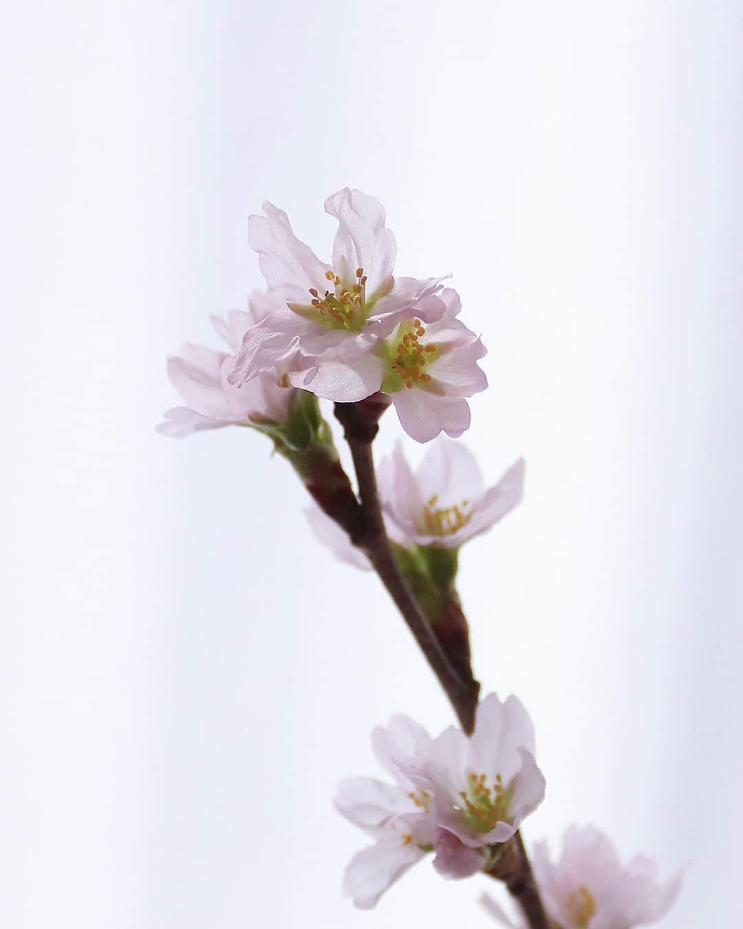 AETHERのインスタグラム：「-春の便り 桜の新革ができました。-﻿ ﻿ 今年も桜の開花予想が発表されましたね。﻿ ﻿ 自粛生活が始まってから一年弱…。﻿ 外でのお花見はまだ難しいかもしれませんが、お家の中でゆっくりと桜を楽しむのも、四季を感じられて良いかもしれません。﻿ ﻿ 本日更新のコラムでは、日本の桜の歴史や花言葉をご紹介。﻿ ﻿ おうち花見におすすめな桜の品種も解説しています。﻿ ﻿ コラムの最後には、桜にまつわるとっておきのお知らせも…🌸﻿ ﻿ コラムの全文は最新のストーリーズからアクセスいただけますので、ぜひ読んでみてくださいね。﻿ ﻿ ﻿ エーテルは、皆さまの春がよりわくわくするアイテムをたくさん企画しています。﻿ どうぞ、楽しみにお待ちください！﻿ ﻿ --------------------﻿ ﻿ * 春の便り 桜の新革ができました。*﻿ ﻿ https://aet.jp/contents/2021/02/08/flower_sakura/﻿ ﻿ --------------------﻿ ﻿ #aether #aether_leather #エーテル #本革 #レザー #春財布 #サクラ #さくら #桜 #桜柄 #サクラ柄 #桜色 #春色 #おうち花見 #おうち時間 #春 #啓翁桜 #ソメイヨシノ #フラワー #フェミニン #キラキラ #大人フェミニン #花のある生活 #花のある暮らし #花言葉 #花 #flower #flowers #sakura #🌸﻿ ﻿」