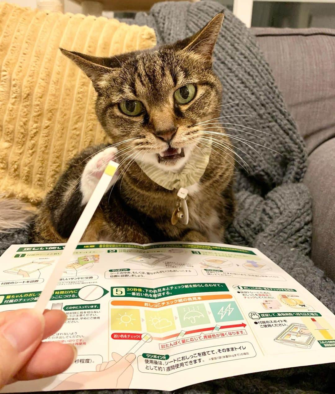 nocoaのインスタグラム：「． 自分でチェックしたにゃよ。 くさ〜 ． デオトイレおうちでおしっこチェックキットをお試ししてみました。 今回はココちゃんのおしっこをチェック👍  システムトイレのトレーに採尿トレーを置いてセット（二枚目参照）。 おしっこしたのを確認したら採尿トレイにておしっこの色と量をチェック（三枚目参照）。 最後におしっこチェック紙で尿タンパクをチェックします（一枚目参照）。  ココちゃんは良いおしっこでした💮 実際におしっこチェック紙の色が正常な色じゃなかった方はすぐ病院に行って、結石があった子もいたとか。 気づかないこともあるし、手軽にチェックできていいなと思いました🙋🏻‍♀️✨ ．  #デオトイレおしっこチェックキット #ねこのきもち #お試し隊 #きじとら#キジトラ#猫#ねこ#cat#catsofinstagram#DailyFluff#WeeklyFluff#猫のいる暮らし#9gag#meowed#サンデイ#猫とインテリア」