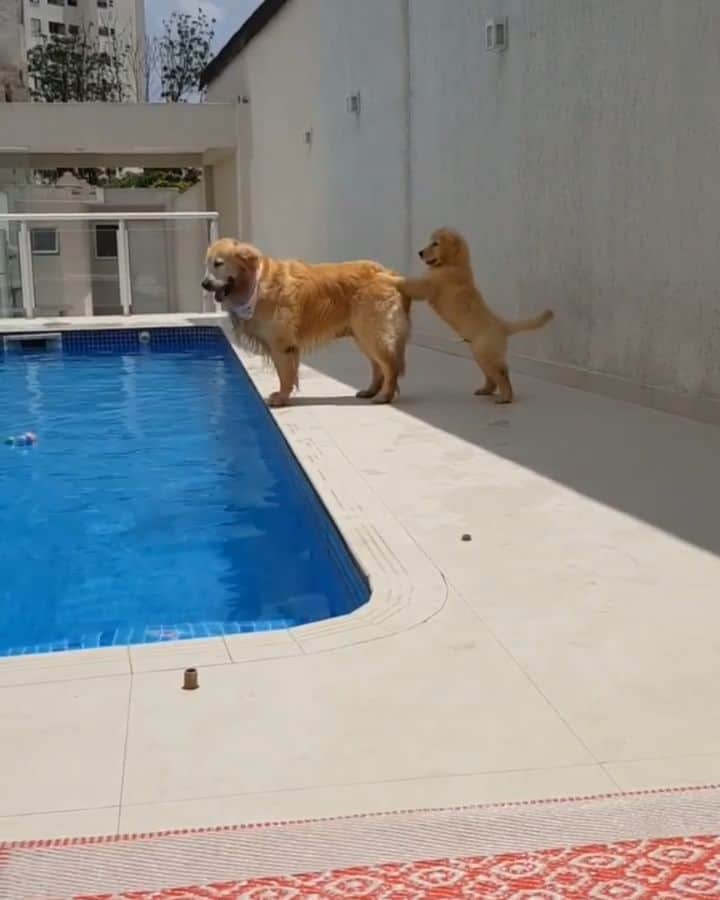 Beautiful Nature & Animalsのインスタグラム：「Tag a friend Trying to push sister into the pool By @matteo.goldenretriever」