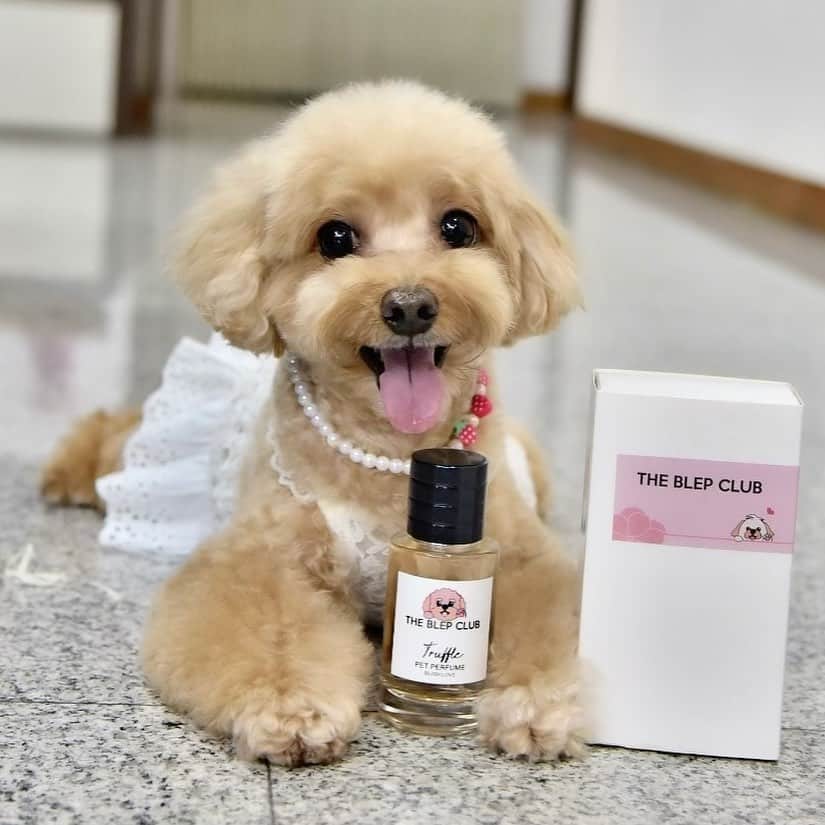 Truffle??松露?トリュフさんのインスタグラム写真 - (Truffle??松露?トリュフInstagram)「📆(9Feb21) 💝💘Introducing the newly launched #BlushLove #petperfume from @theblepclub 😘  This pet perfume keeps me smelling good at all times with just a few sprays. It produces a soft and light fruity fragrance that makes me feel like I’m taking a stroll down an apple or pear orchard 🥰 You can even personalise the perfume bottle by choosing an icon and adding your name onto the label. (See pics ➡️）You will also receive a FREE limited edition waterproof mask pouch in navy when you spend $60 and above! Doesn’t this sound like the perfect Valentine’s gift for your loved ones? Hurry get yours today while the promotion lasts 😉 #dogperfumes #香香公主」2月9日 20時06分 - trufflethetrouble