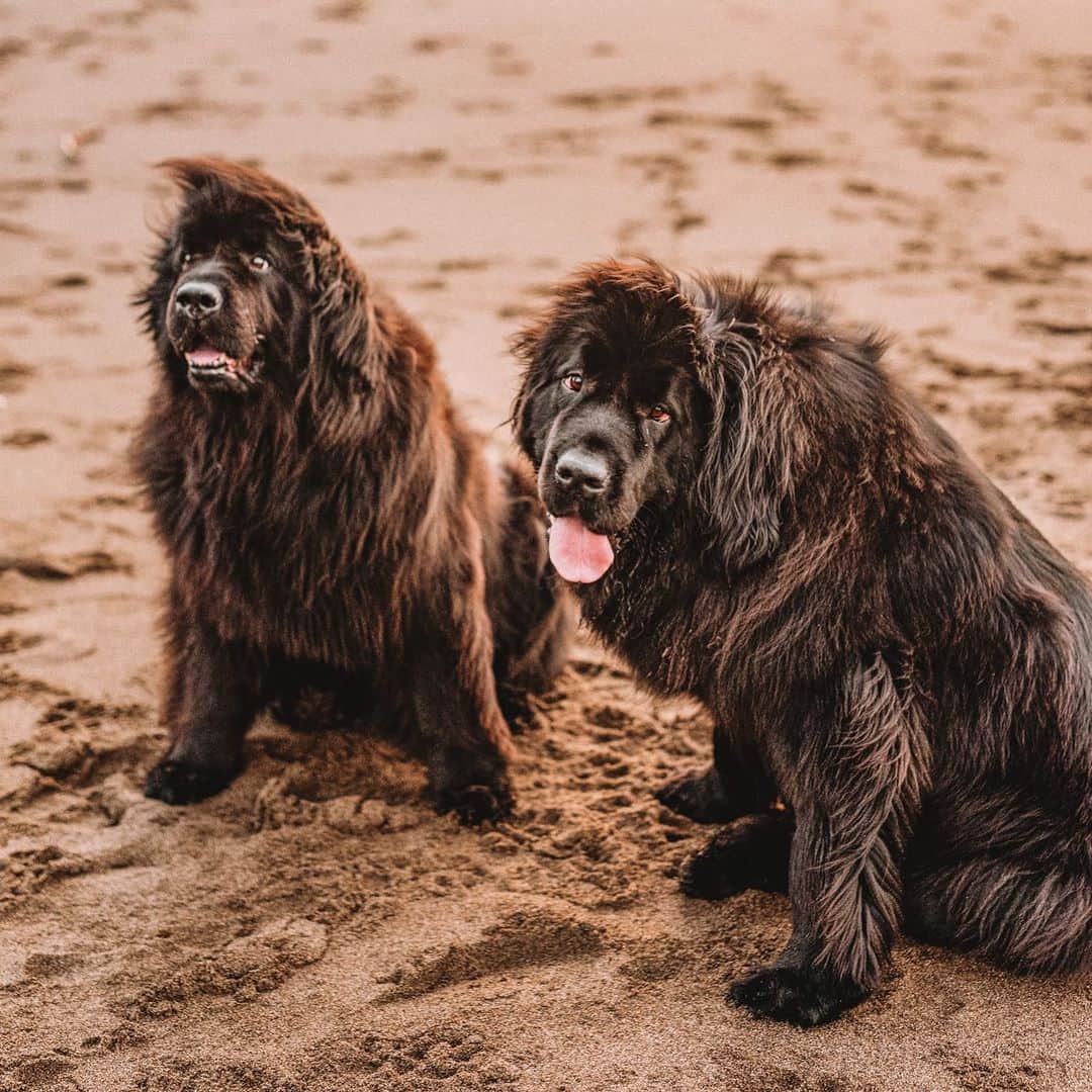 ゴルカ・イライソス・モレノのインスタグラム：「La compañía perfecta! ❤️🐶🐶❤️ #terranovas #momentosunicos #terranovasdesheadrisa  #myotherfamily」