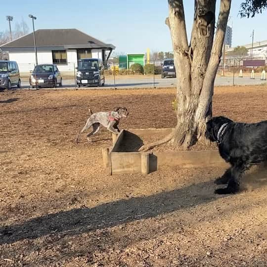 しなしさとこのインスタグラム：「. . さくらお嬢の追いかけっこ 🌸🐕頭を使い大きな体で ベンチ下から捕まえに🤣 お嬢がそこから来るとは 誰も思わないよね〜笑😂 . .  #しなしさとこ #satokoshinashi #格闘技 #女子格闘技 #ジョシカク#黒シュナ #giantschnauzer #ジャイアントシュナウザー #シュナウザー #schnauzerworld #1歳犬 #シュナスタグラム #犬プール #ドッグラン #ドッグランプール #ドッグカフェ#大型犬のいる生活 #大型犬のいる生活#追いかけっこ #しなしさくらお嬢」