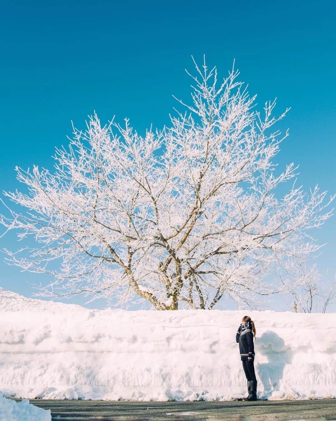 yukiのインスタグラム：「・ ・ ・ 冬の青空 ・ ・ ・ ◉sty830 base shop◉ https://sty830.base.shop/ ・ ・ ・ #新潟　#雪　#雪景色」