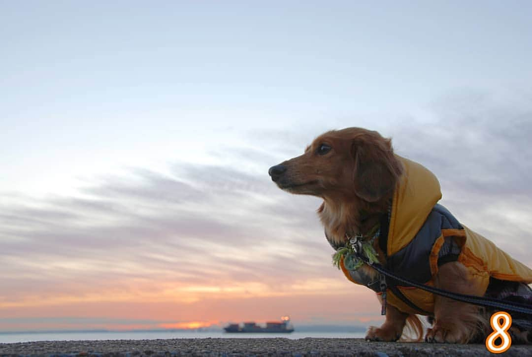 ?モデル?大地?のインスタグラム：「♪🐾2021*2*9🐾 . 毎年🌅初日の出を見に 💪頑張って早起きしたよね🎶✌️😁 . .  . . 📷2013年1月 . . 🐾🐾🐾🐾🐾🐾🐾🐾🐾🐾🐾🐾🐾🐾 . #大地#大好き#だいすき #いつも一緒#ずっと一緒 #大地なしでは生きて行けませんw #いぬ#イヌ#犬#わんこ . #ワンコ#愛犬#いぬばか部 #犬バカ部#いぬら部#いぬすたぐらむ #犬のいる暮らし#pecoいぬ部 #散歩#お散歩 . #横浜#yokohama#神奈川#kanagawa #ミニチュアダックスフンド#ミニチュアダックス #ダックスフンド#ダックス #過去pic#8」