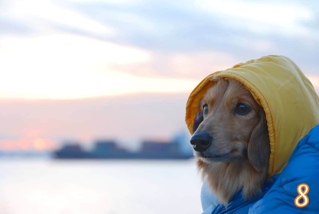 ?モデル?大地?のインスタグラム：「♪🐾2021*2*9🐾 . 🌅初日の出を見に行く場所は 目の前が🌊海だから めちゃくちゃ寒いんだよね…😅 .  . . . 📷2013年1月 . . 🐾🐾🐾🐾🐾🐾🐾🐾🐾🐾🐾🐾🐾🐾 . #大地#大好き#だいすき #いつも一緒#ずっと一緒 #大地なしでは生きて行けませんw #いぬ#イヌ#犬#わんこ . #ワンコ#愛犬#いぬばか部 #犬バカ部#いぬら部#いぬすたぐらむ #犬のいる暮らし#pecoいぬ部 #散歩#お散歩 . #横浜#yokohama#神奈川#kanagawa #ミニチュアダックスフンド#ミニチュアダックス #ダックスフンド#ダックス #過去pic#8」