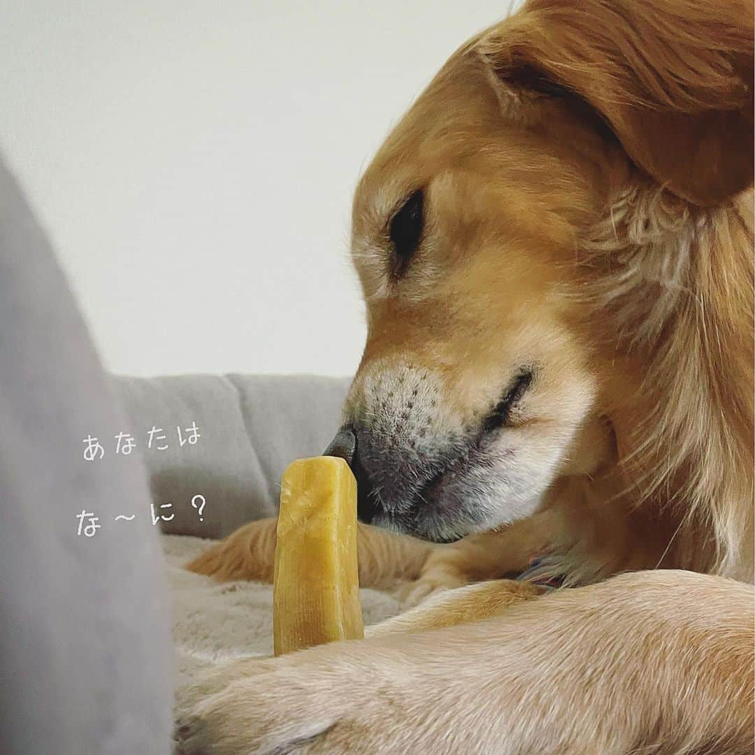 ikumiさんのインスタグラム写真 - (ikumiInstagram)「* * これはたまらん🧀✨ * * #goldenretriever#retriver#retriverlife#ゴールデンレトリバー#ゴールデンレトリバーのいる暮らし#大型犬#大型犬のいる暮らし#vivi日記3歳#viviのいる暮らし2021#ぴーすっ子 #ヒマラヤンヤクチュウ#ヒマチー #himalayanyakchew」2月9日 20時40分 - ikumi.betty_jupiter